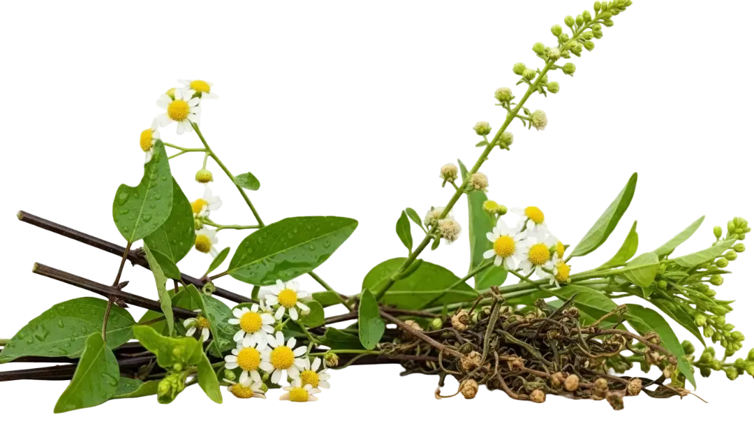 False Daisy (Bhringraj) — botanical active used in Green Wealth Neo Hair formulas