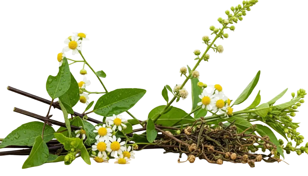 False Daisy (Bhringraj)