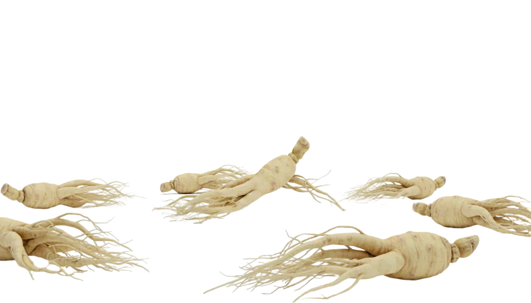 White Ginseng (Radix Alba)